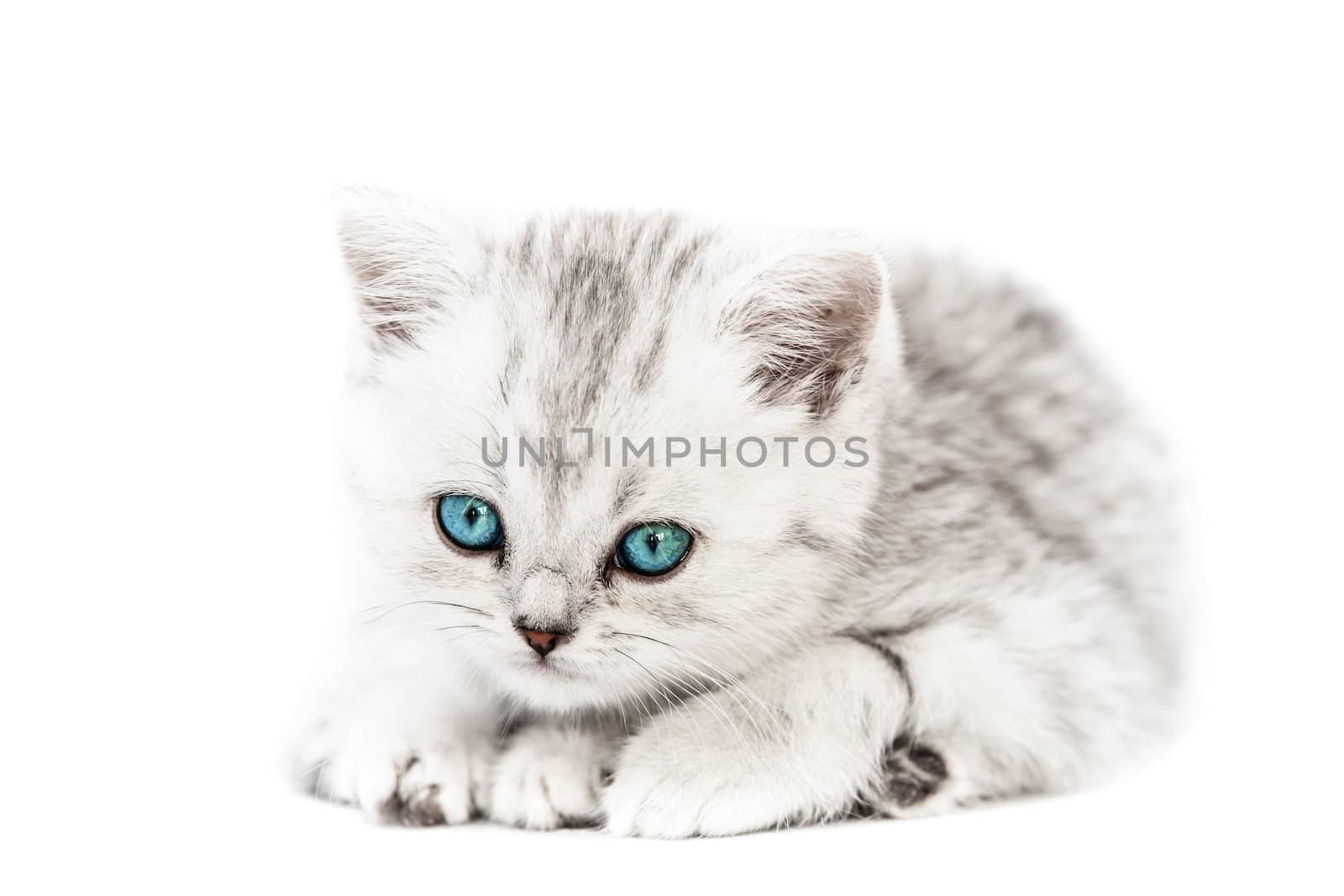 Feline animal pet little british domestic silver tabby cat with blue looking eyes