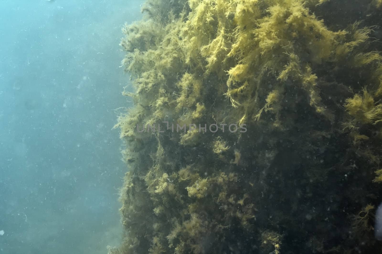 Underwater rock overgrown sea slime. Underwater photography.