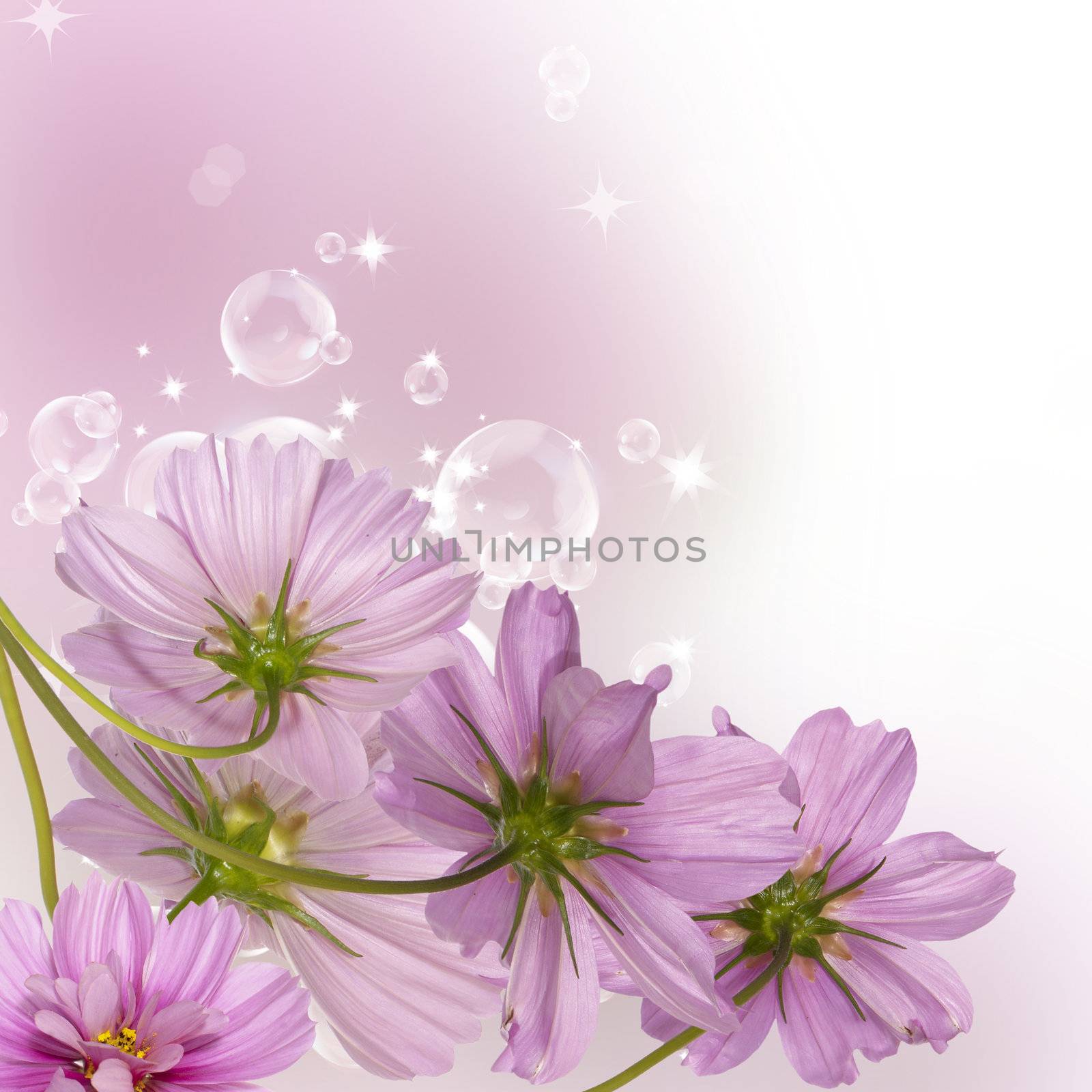 Decorative beautiful dark pink flowers on a abstract blur background