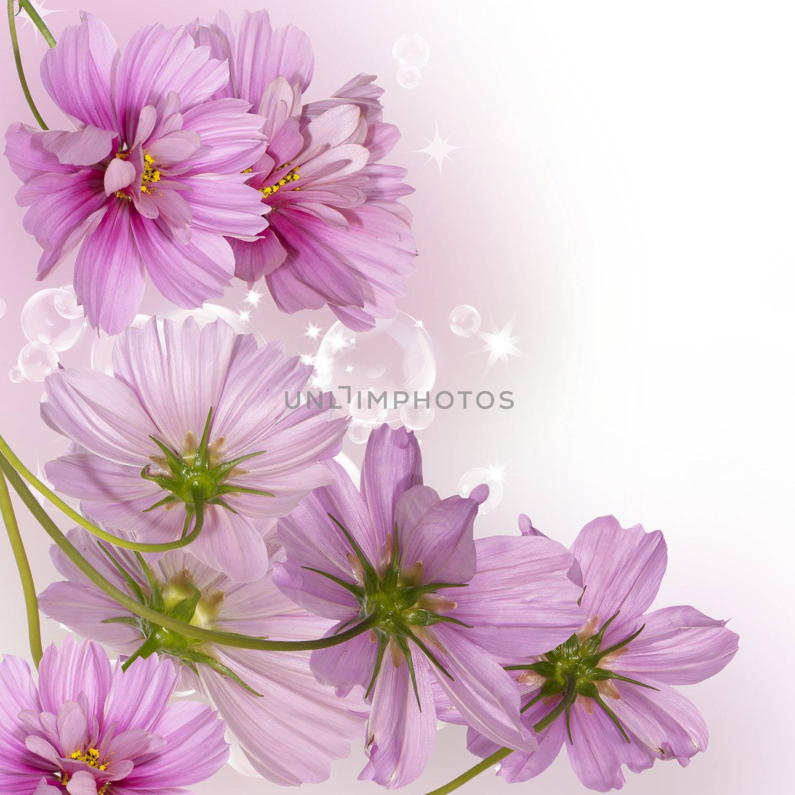 Decorative beautiful dark pink flowers on a abstract blur background