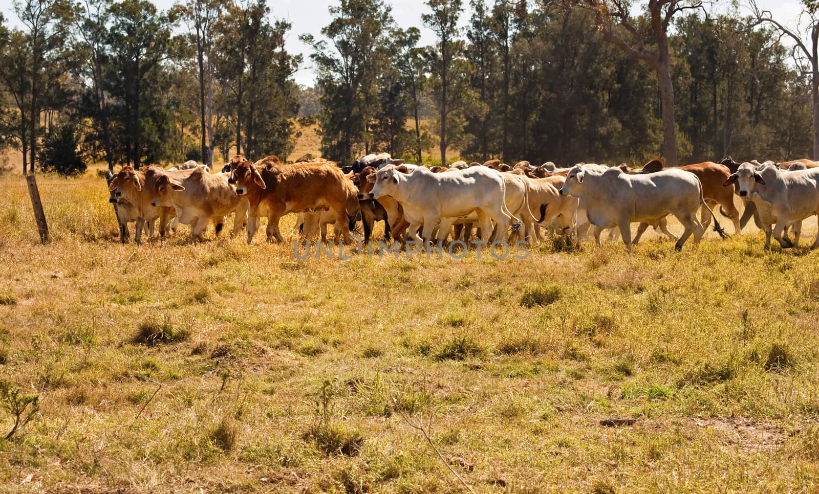 Herd of Brahman beef cattle moving across paddock by sherj