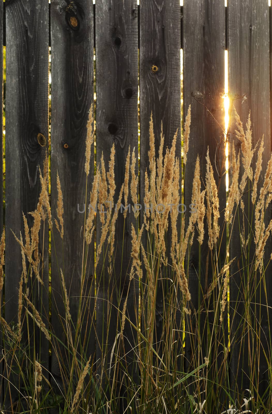 Old wooden fence and grass with ray of sunshine