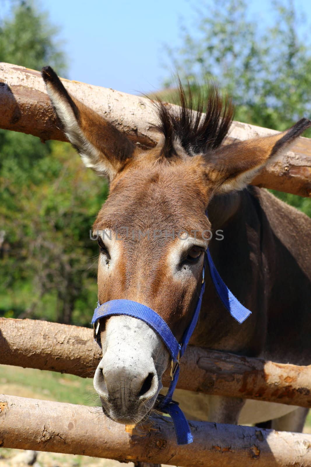 funny donkey by taviphoto