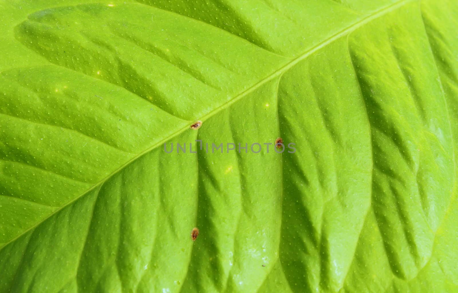 infested lemon leaf by taviphoto