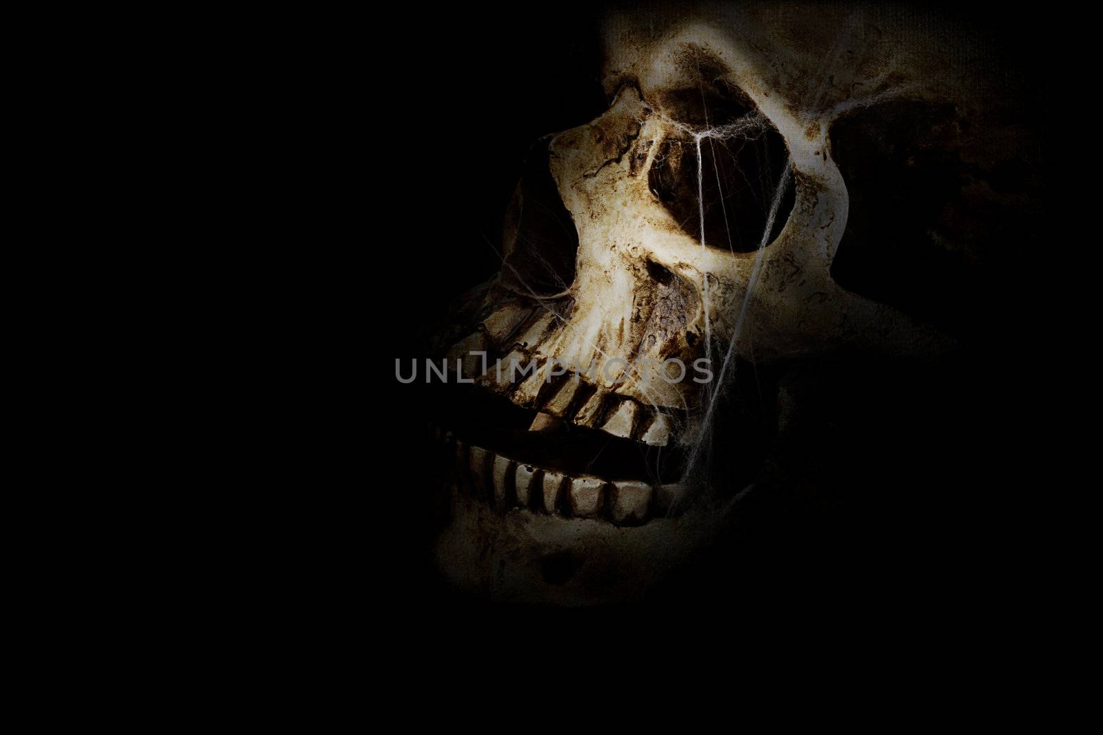 Human skull with spider webs against a black background. Room for copy space.
