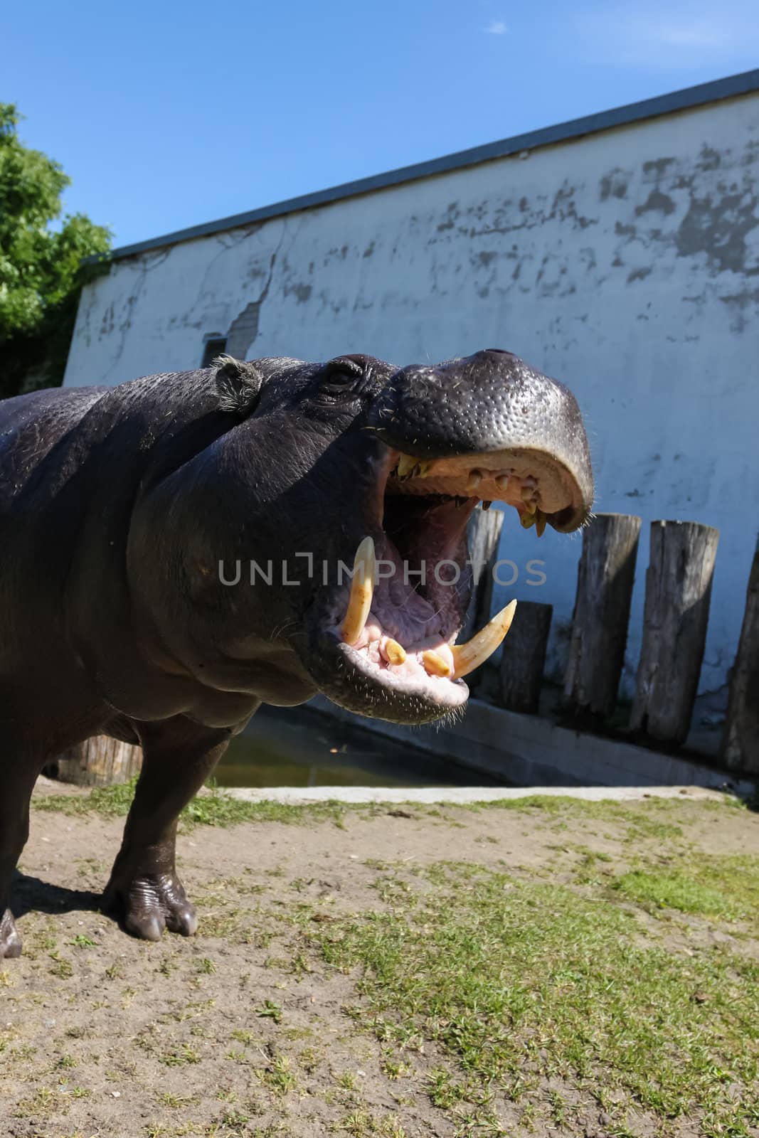 Hippopotamus showing huge jaw and teeth