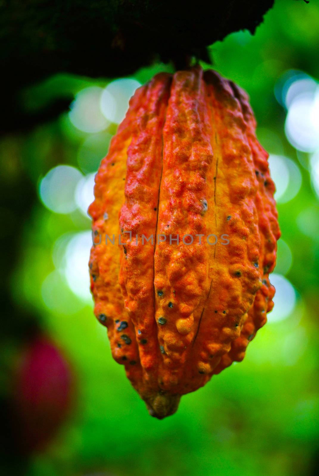 Cocoa fruit in the tree. Cocoa pods in the tree,