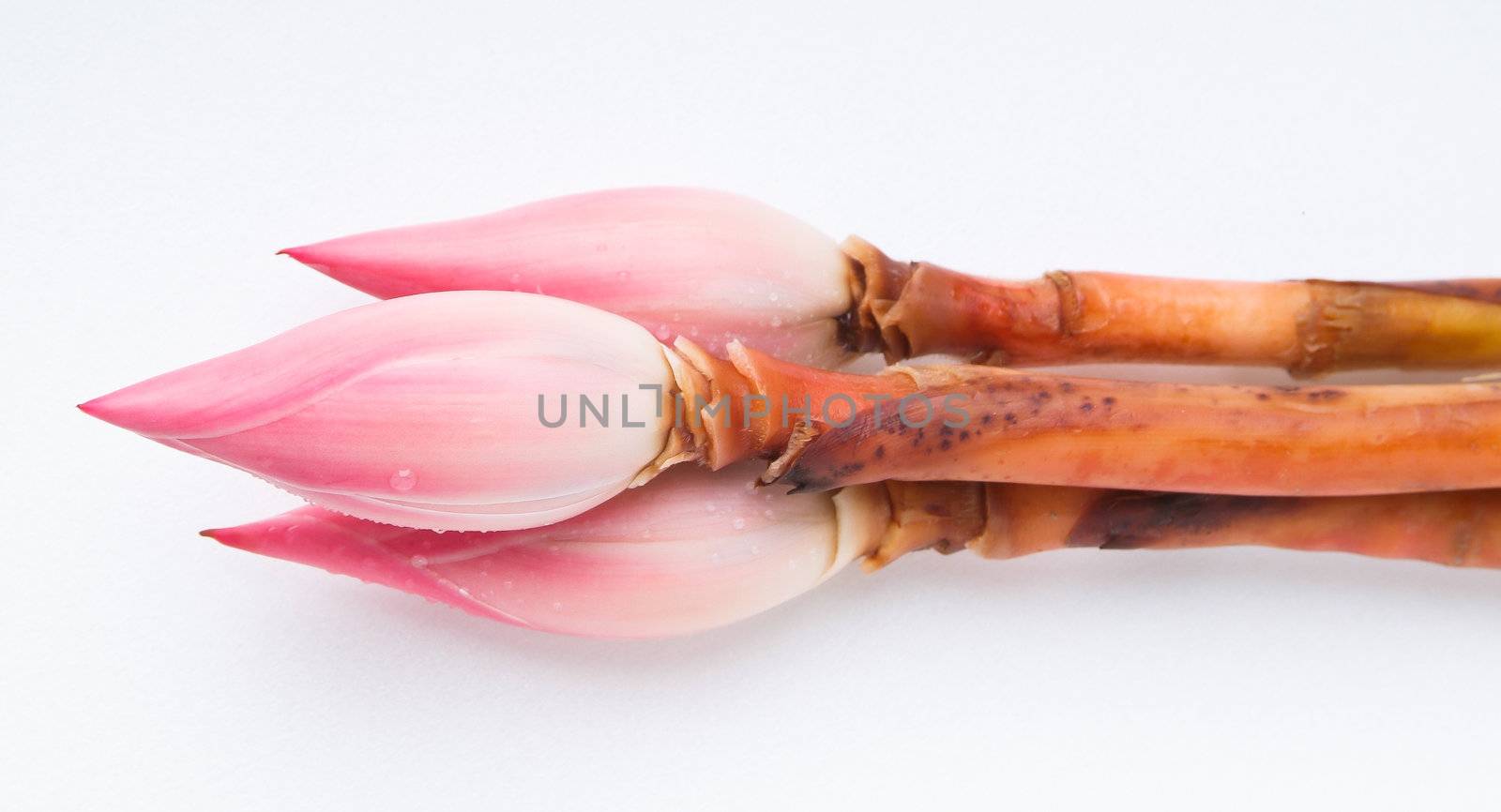 Ginger flower or Torch Ginger Bud on the background.