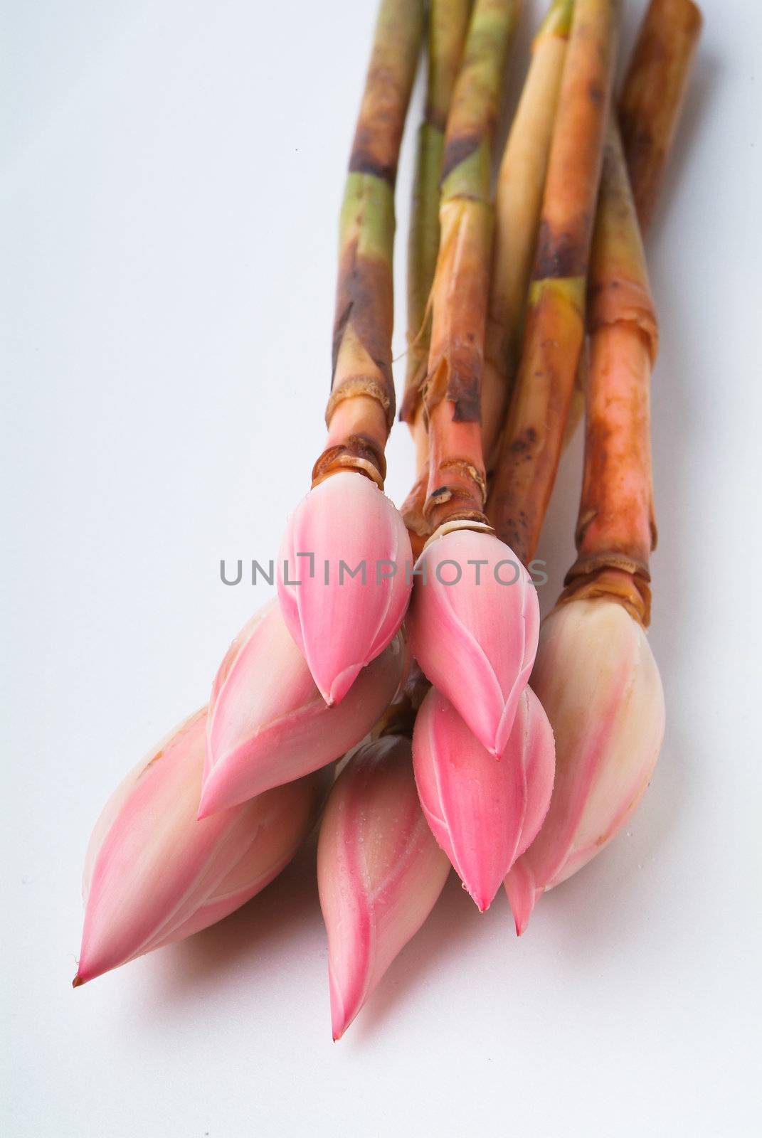 Ginger flower or Torch Ginger Bud on the background.