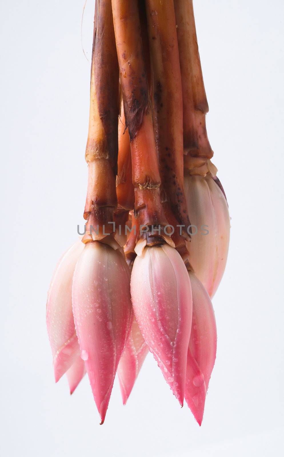Ginger flower or Torch Ginger Bud on the background.