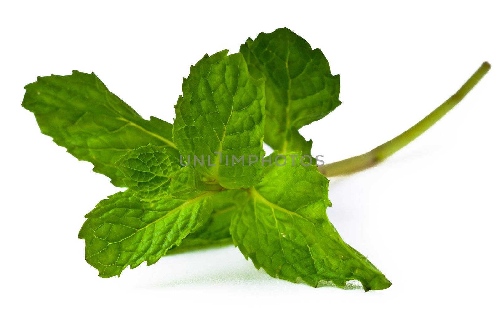 Mint leaves. green mint leaves blooming