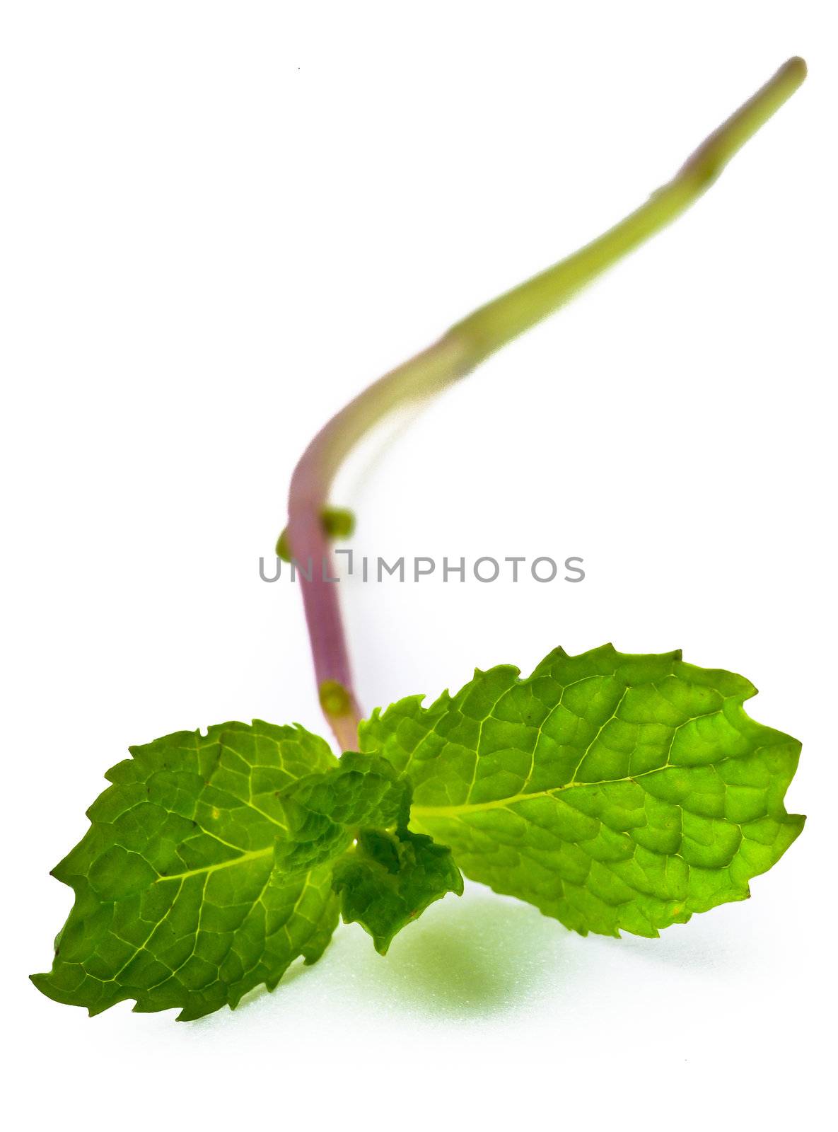 Mint leaves. green mint leaves blooming