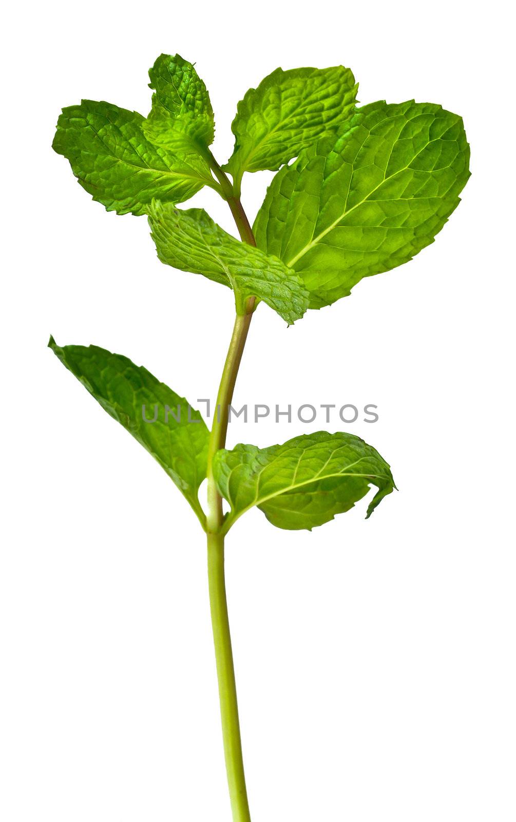 Mint leaves. green mint leaves blooming