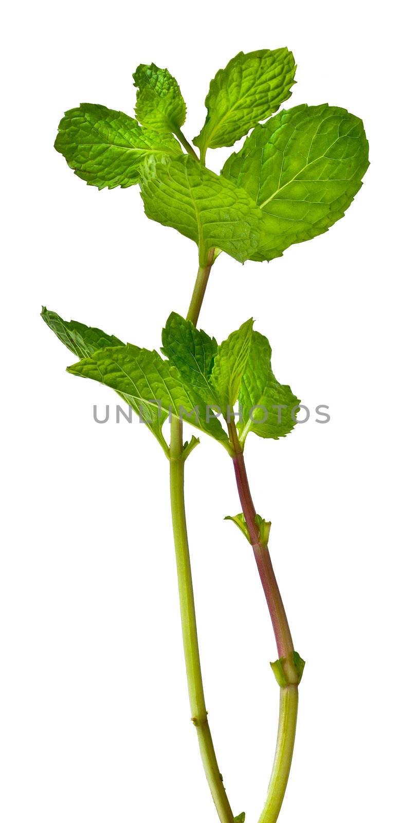 Mint leaves. green mint leaves blooming