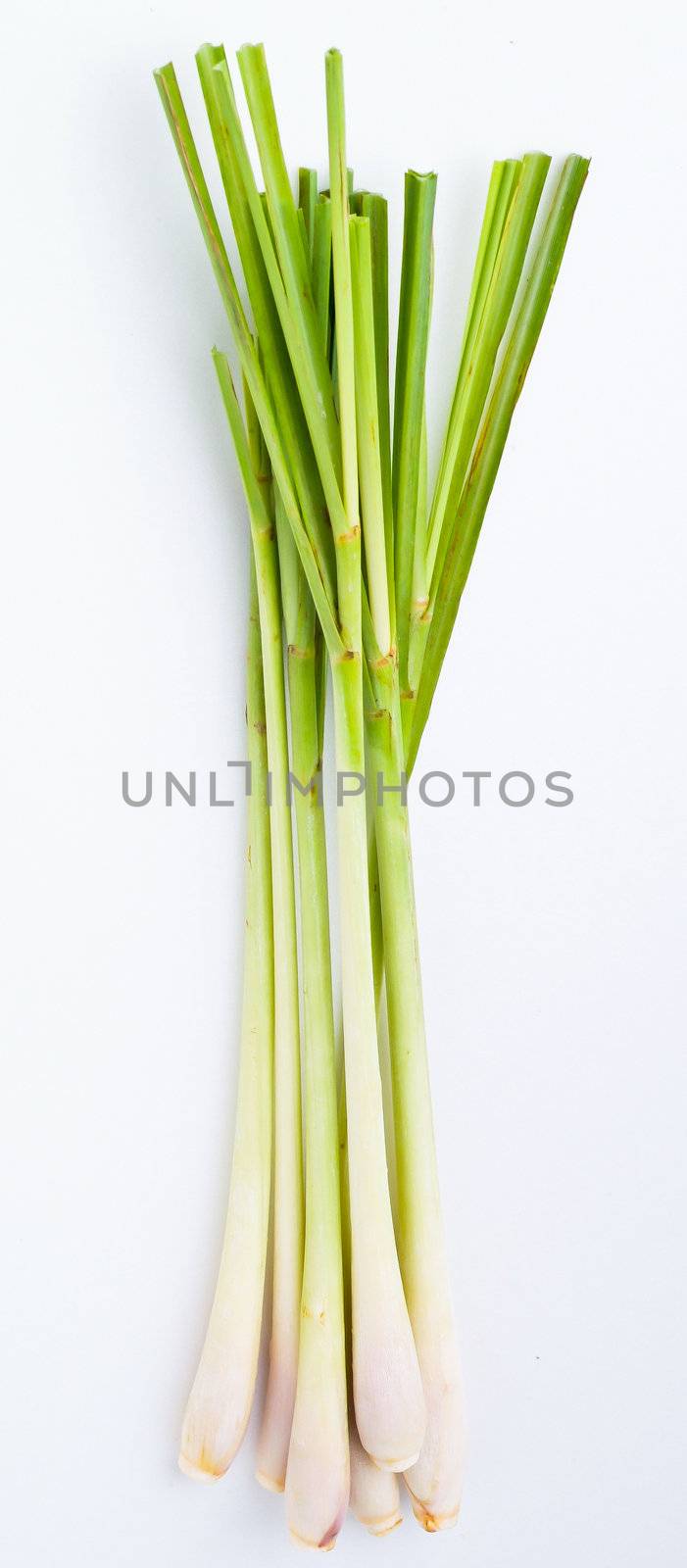 Lemon Grass. Fresh Lemon Grass on background