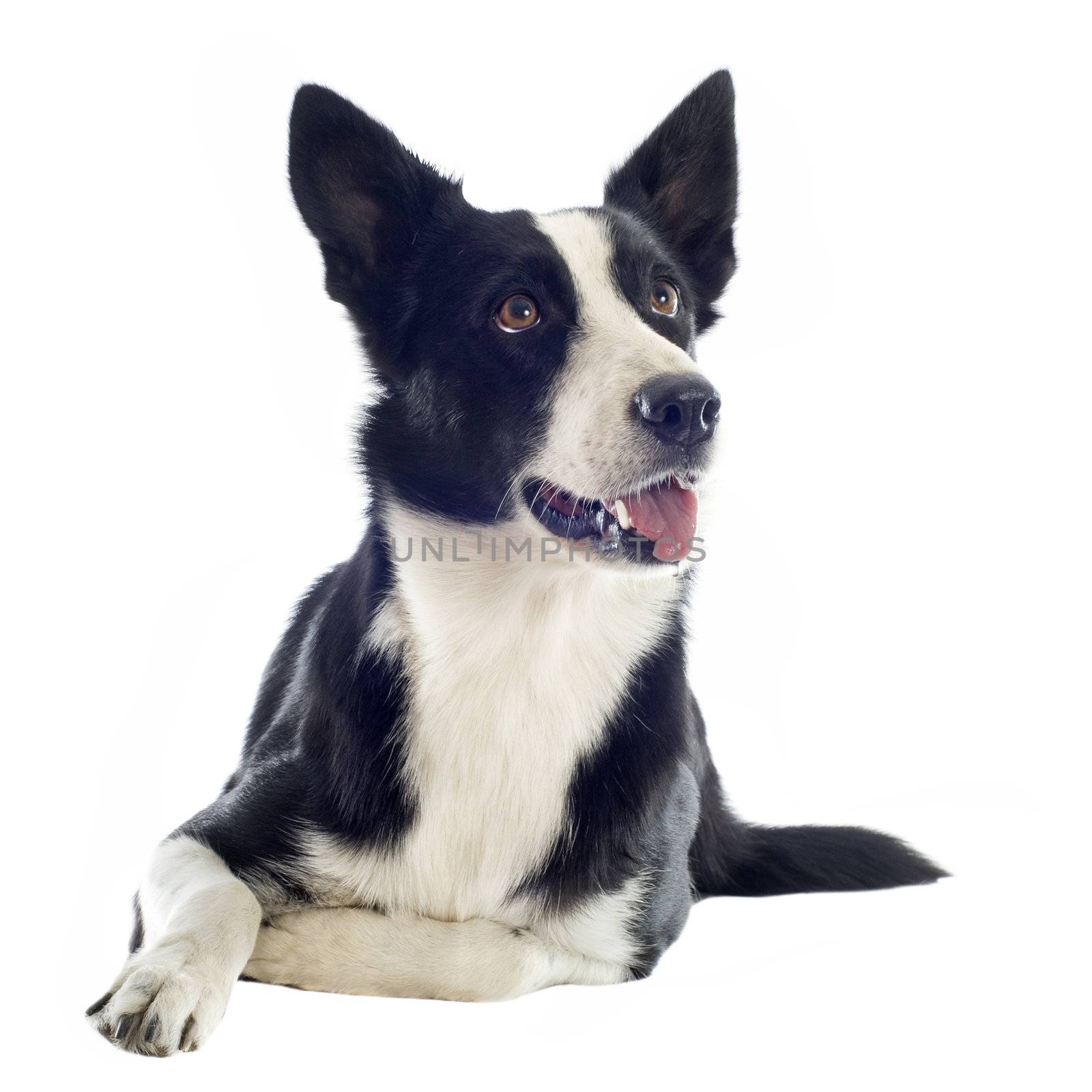 portrait of purebred border collie in front of white background