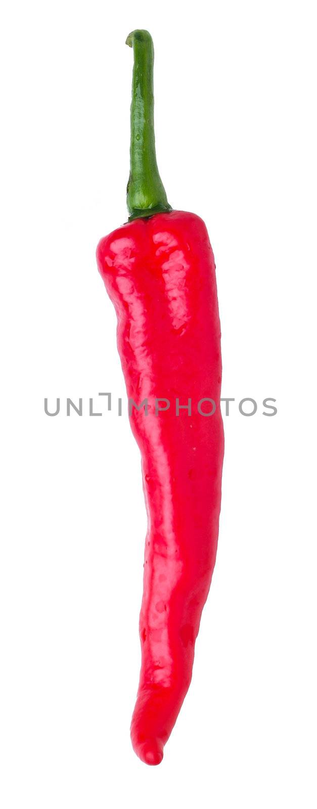 Chili. Red hot chili pepper