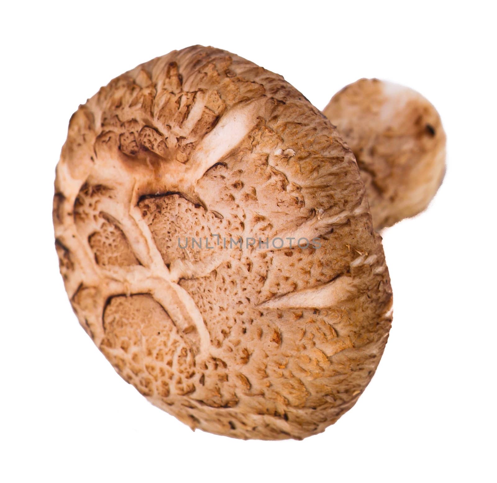 mushroom. mushroom on the background