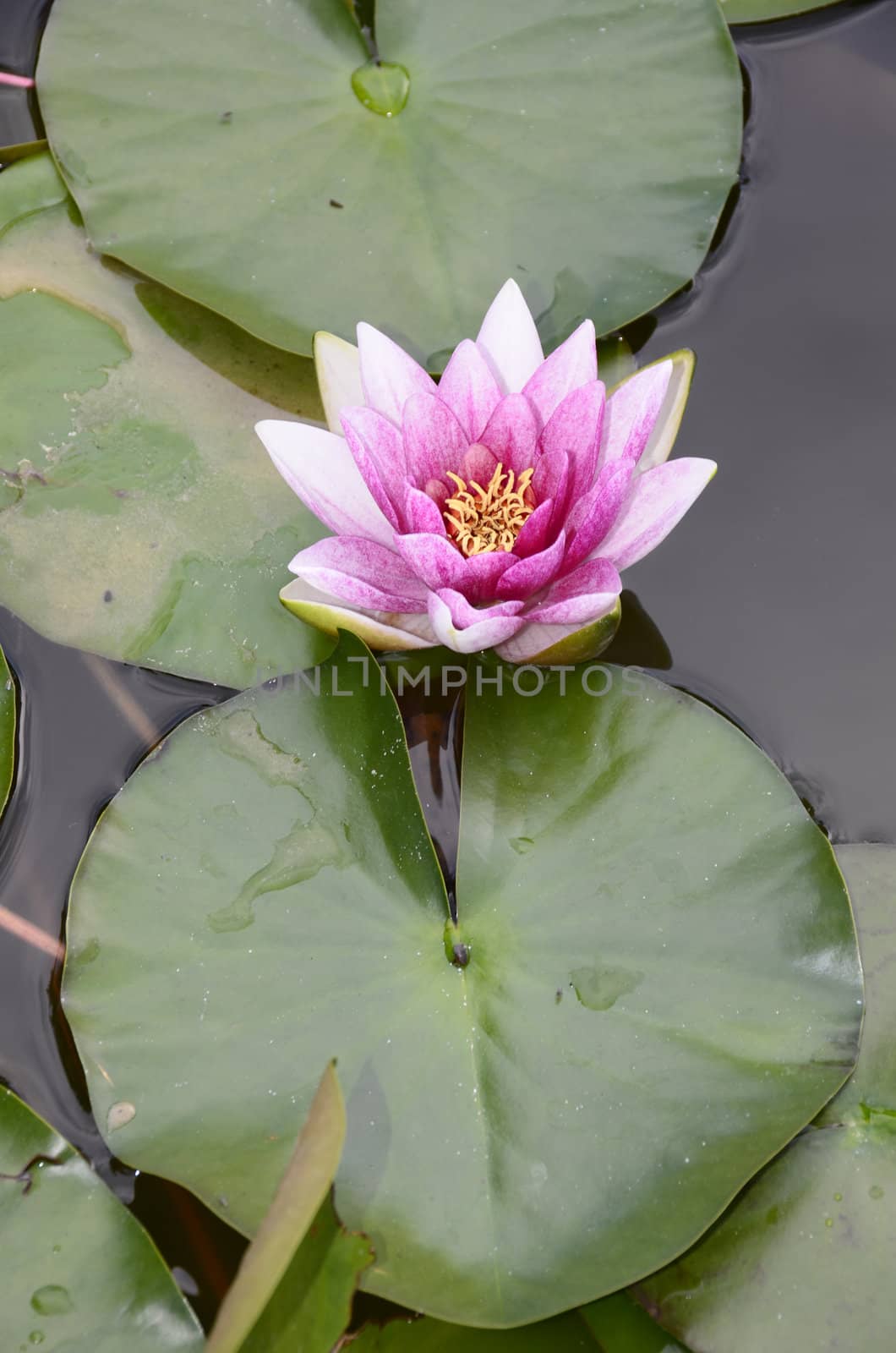 waterlily on water