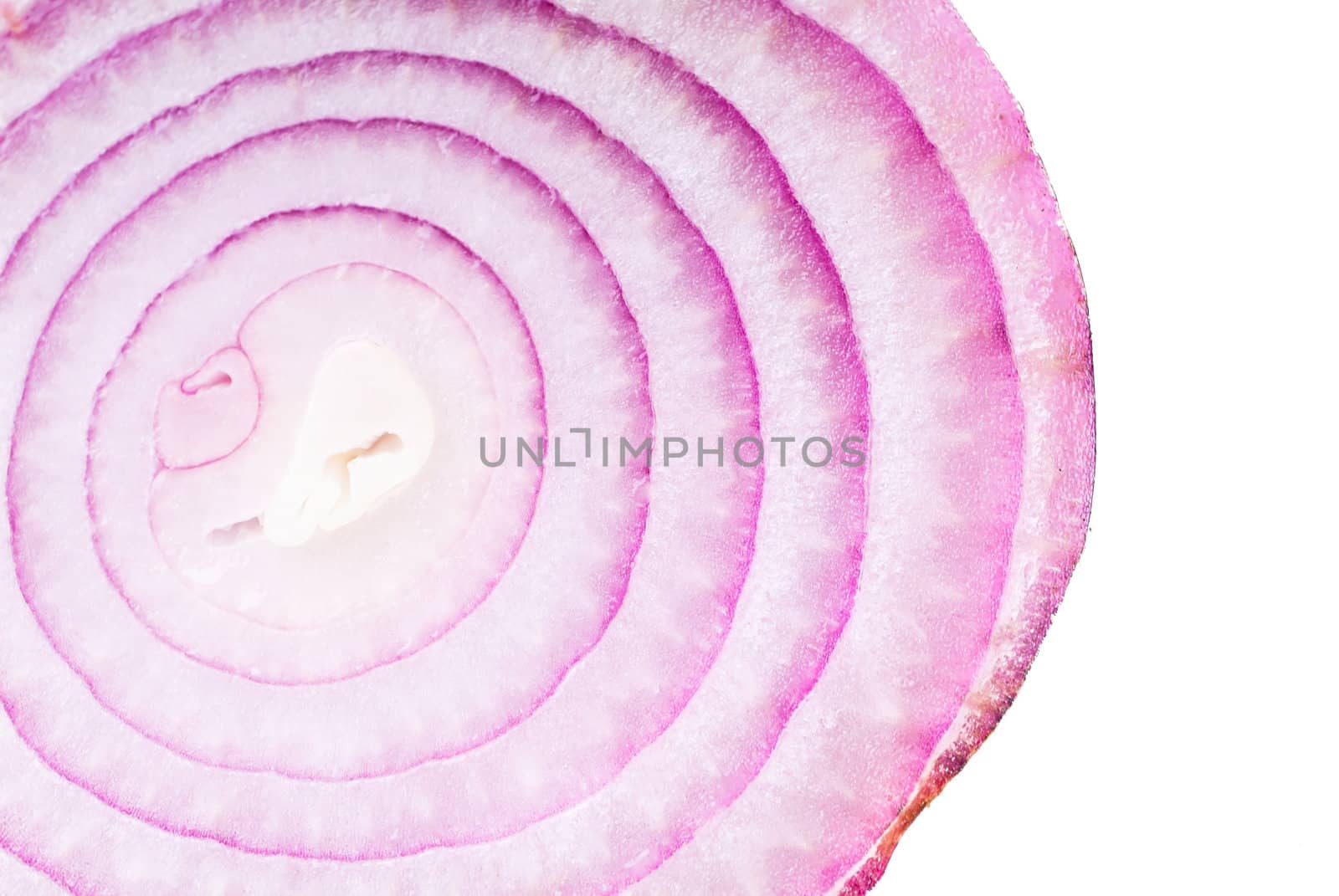 Onion. red onion on the background