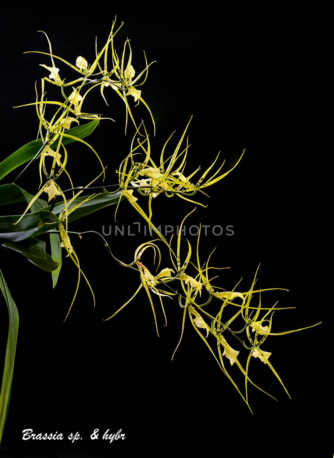 A tender yellow orchid  isolated on black background.