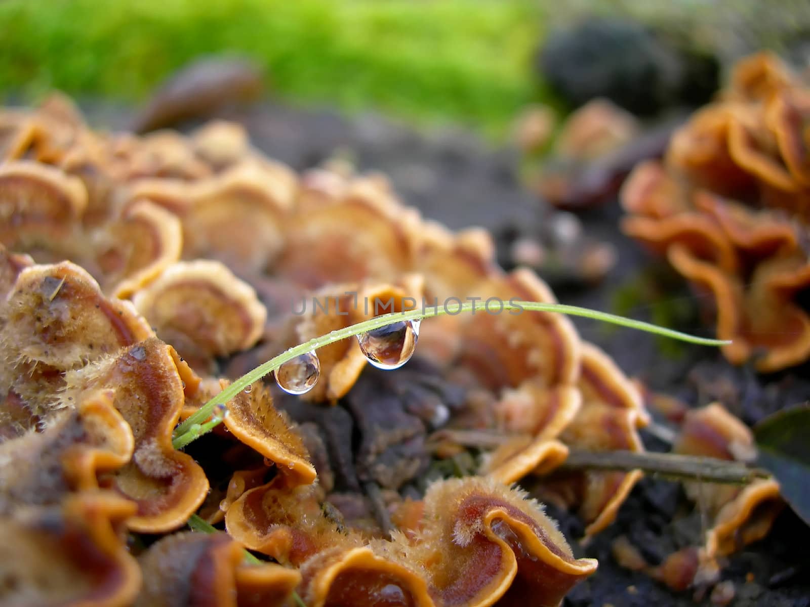           Drop of dew on the grass stalk near the mushroom - shallow DOF