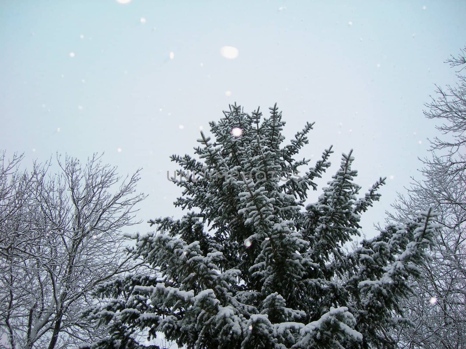 Falling snow by drakodav