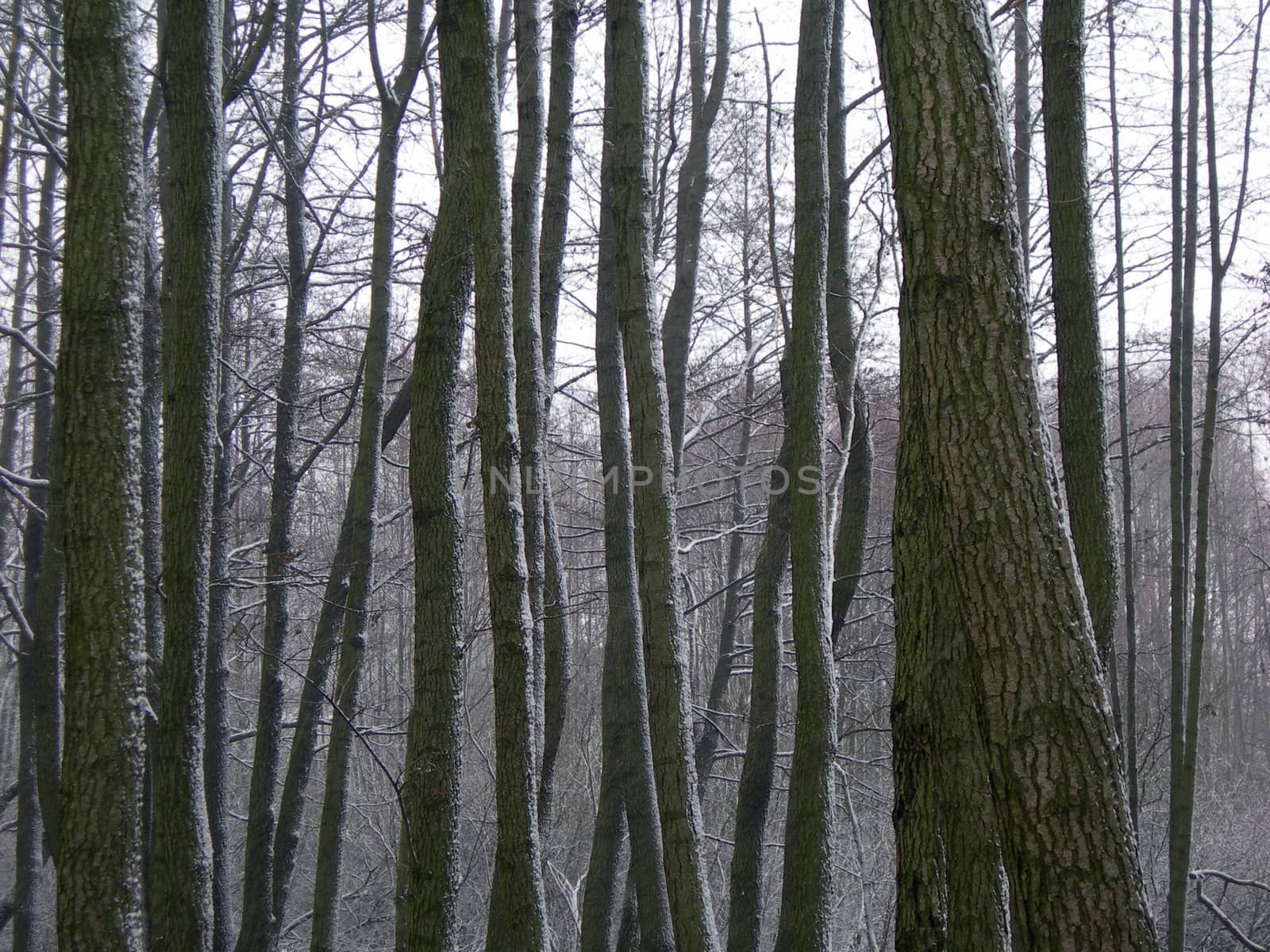           Trees in the forest are covered with snow