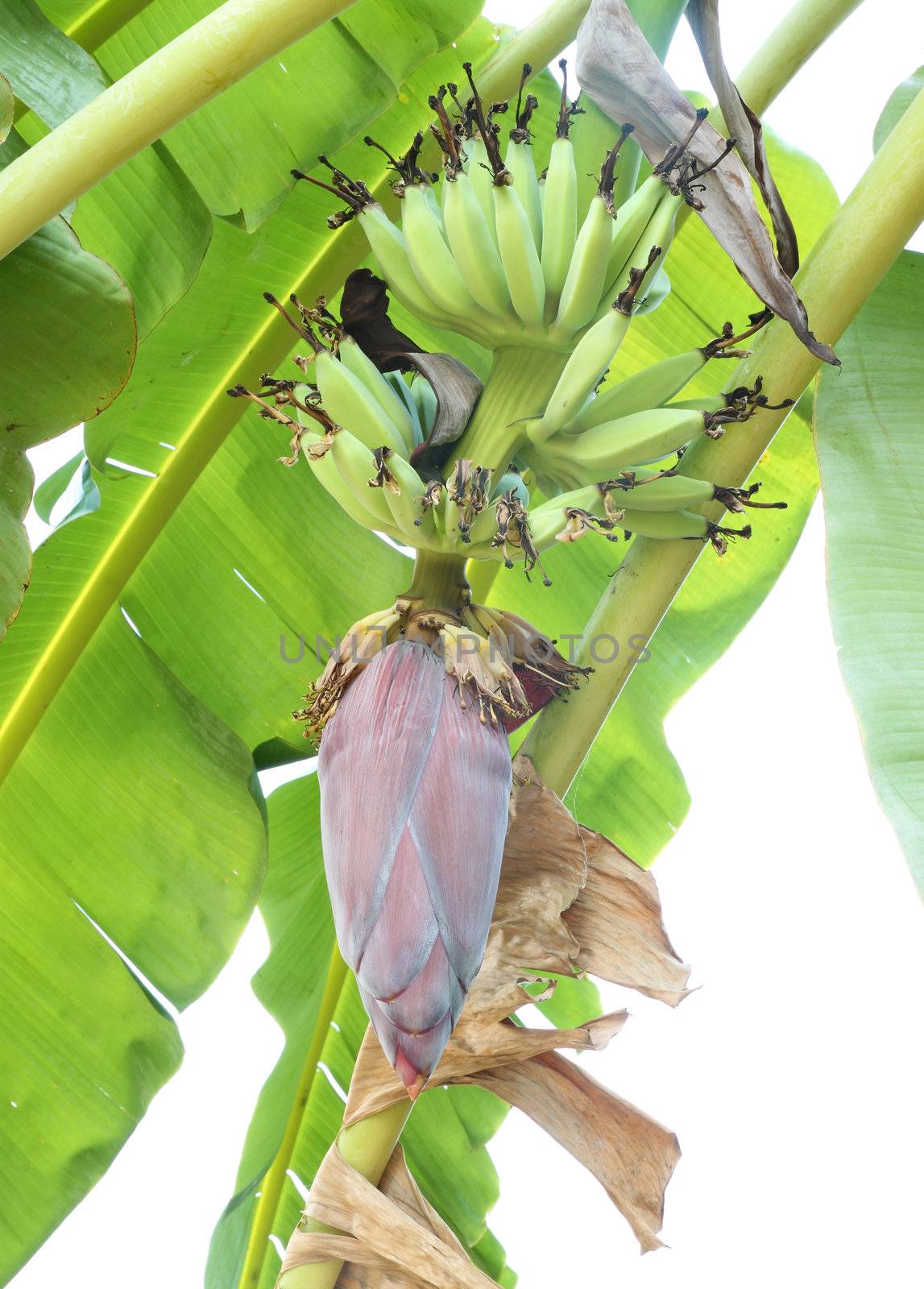 growing banana blossom on banana tree