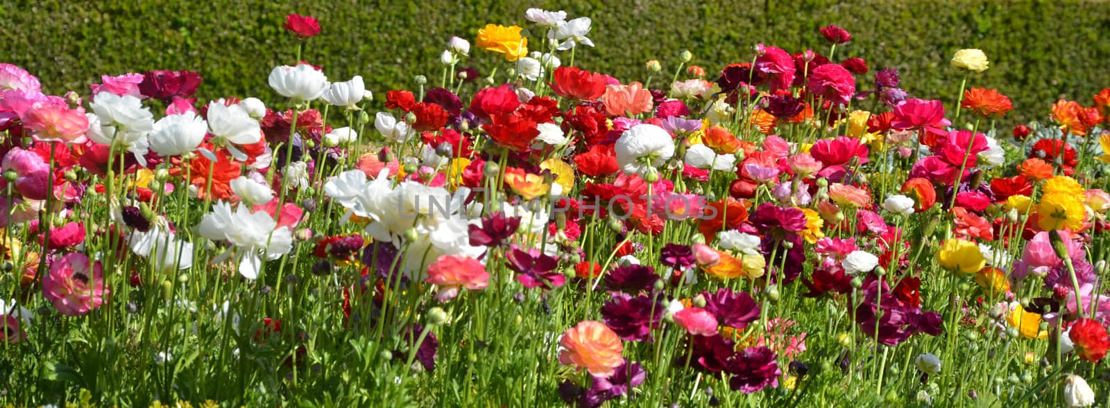 Beautiful colorful spring flowers in the grass