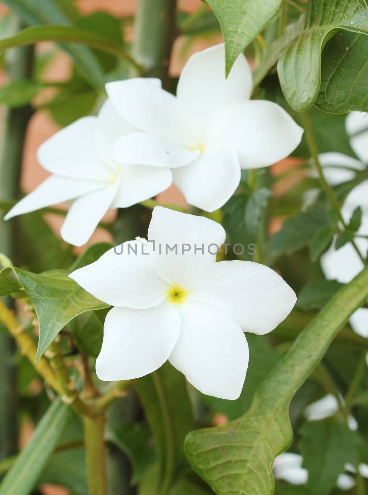 white Gardenia flower by geargodz