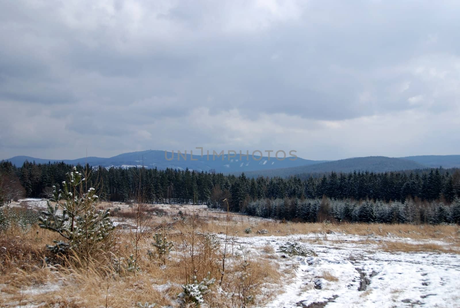 Beautiful winter landscape with trees covered by snow and frost