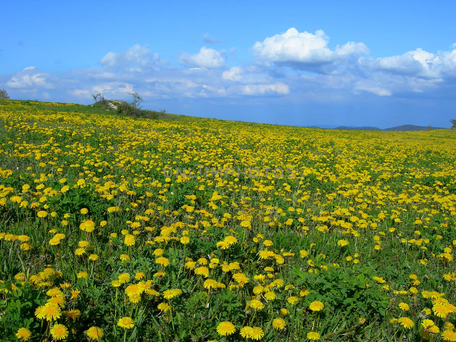 Beautiful summer field full of yellow blooming dandelions with a forest in the back
