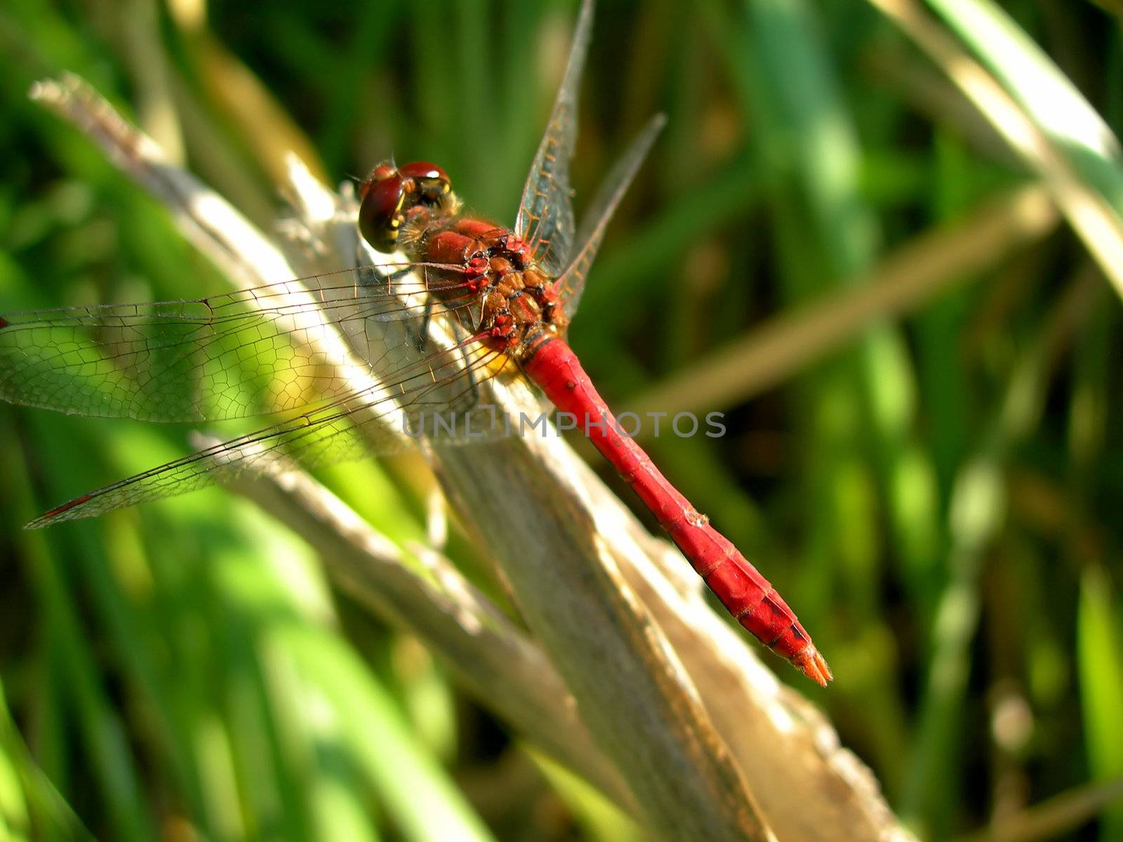            Red dragofly is sitting on a stalk of grass 