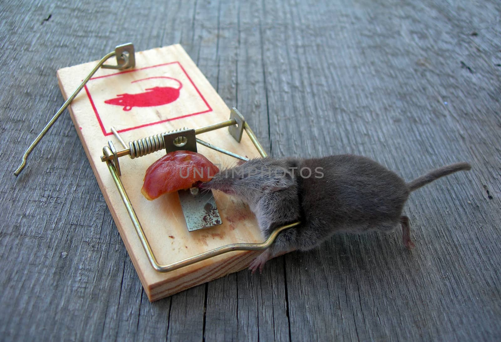 Dead mouse in a trap by drakodav