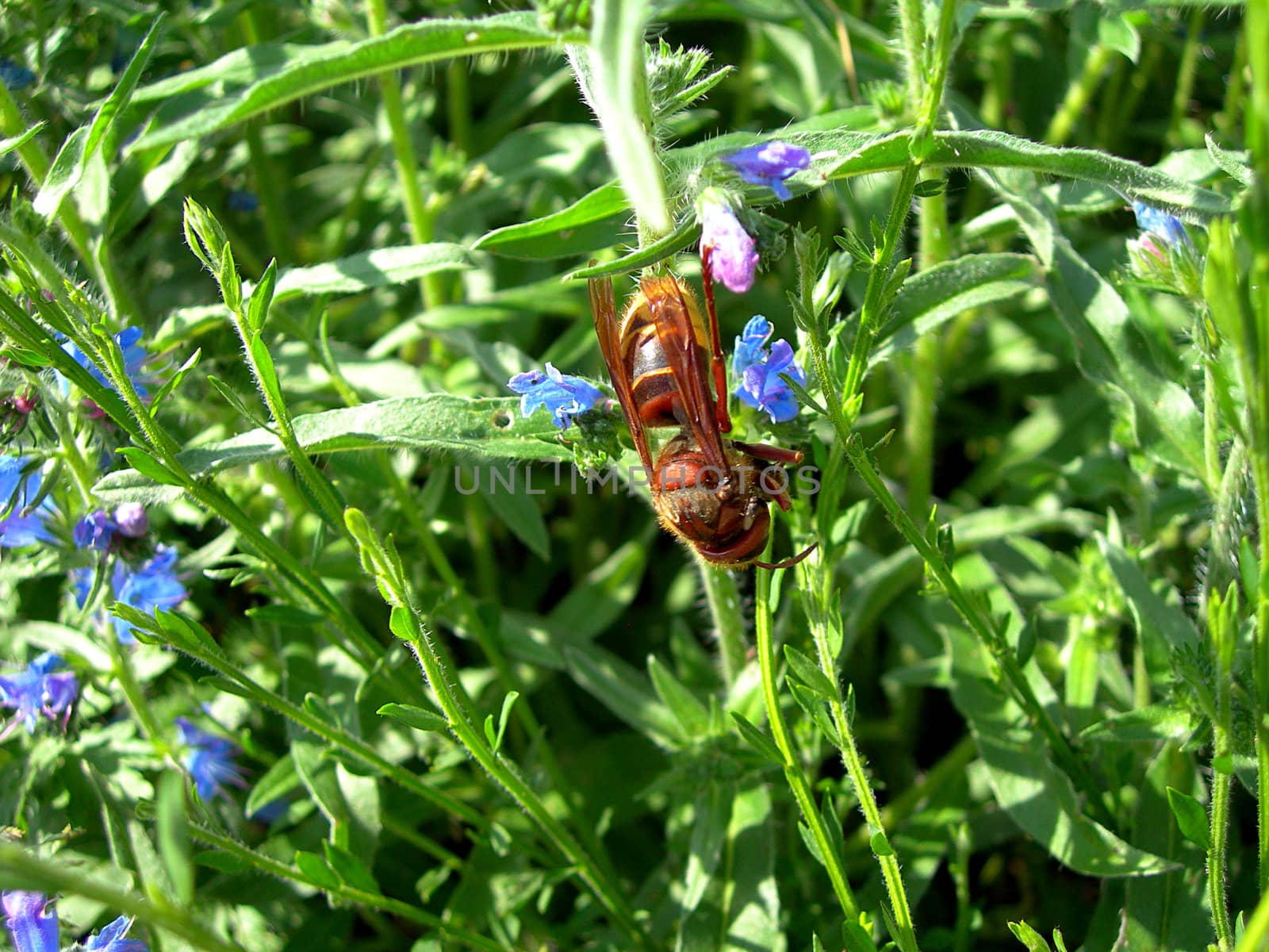 Hornet sitting on the leaves and eating the fly