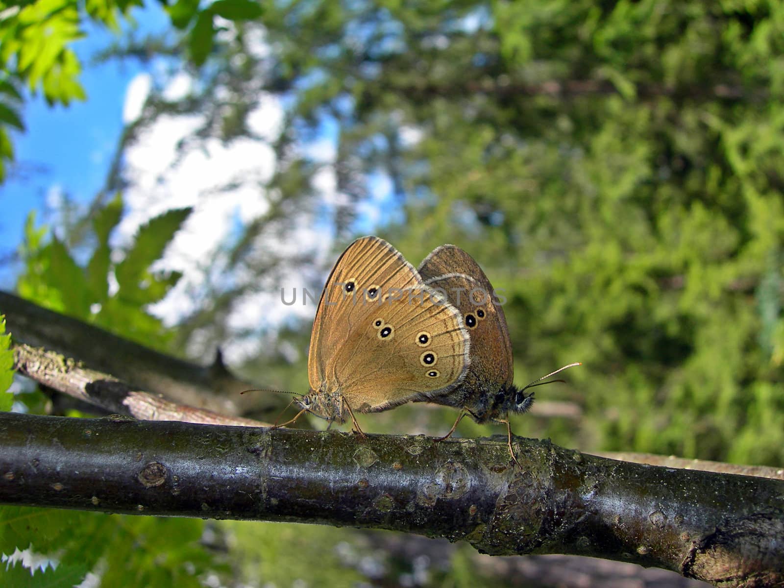 Two butterflies mating on the branch