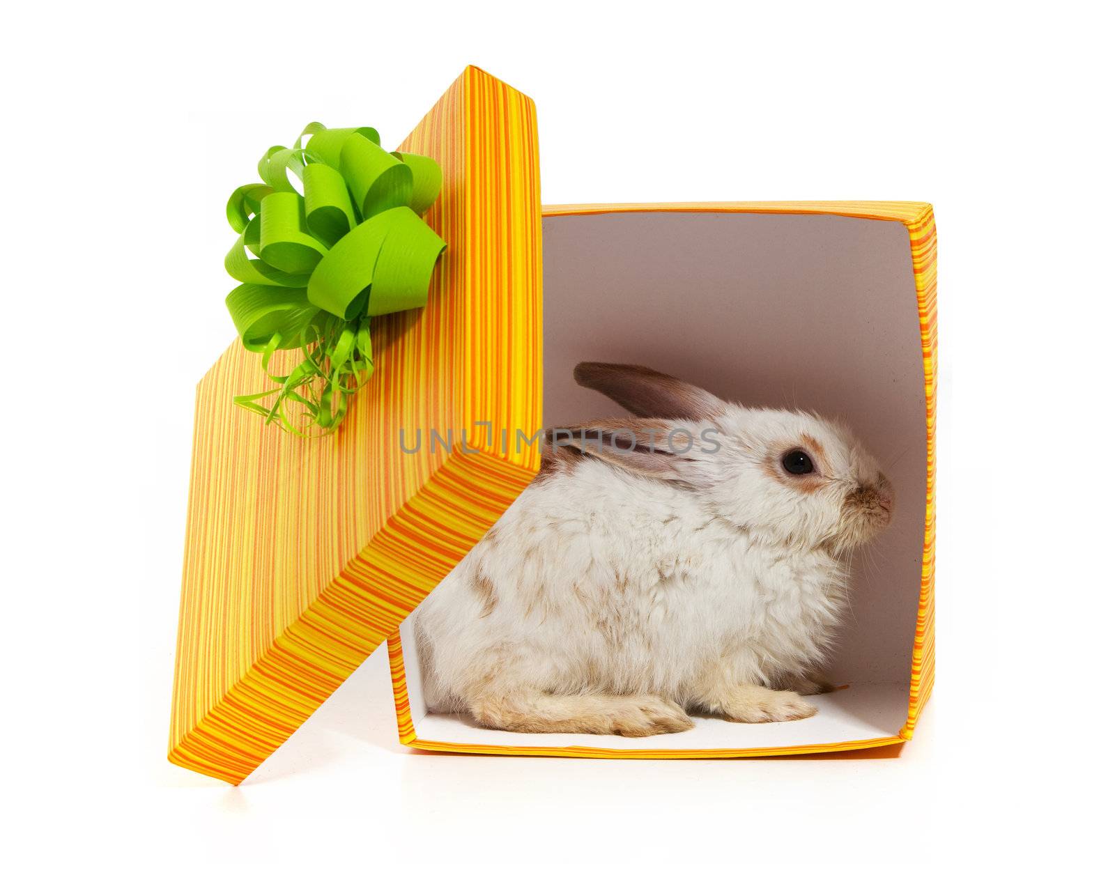 The rabbit in the yellow box by bloodua