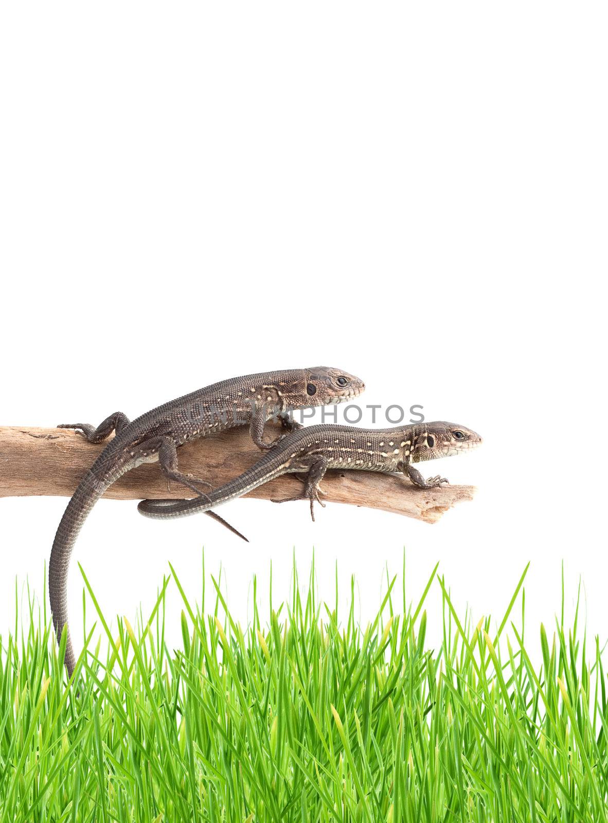 Lizards on a tree isolated on white background