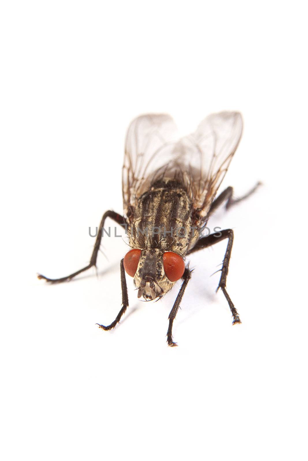 Macro shot of a housefly, Fly isolated on a white background