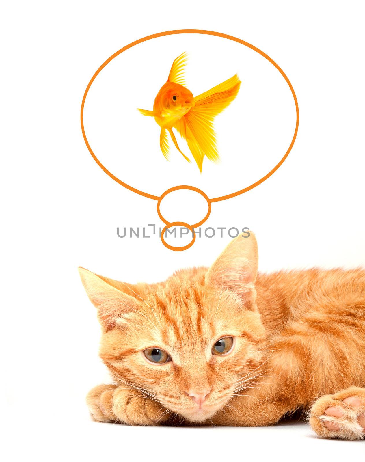 Cat playing with goldfishes isolated on white background by bloodua