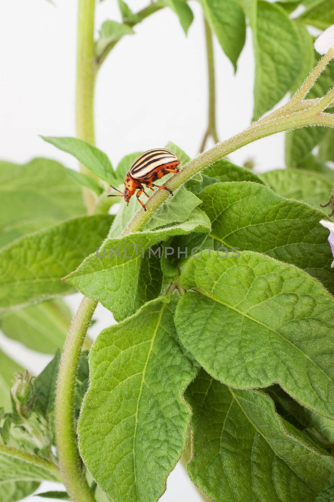 Colorado potato beetle on a green leaves