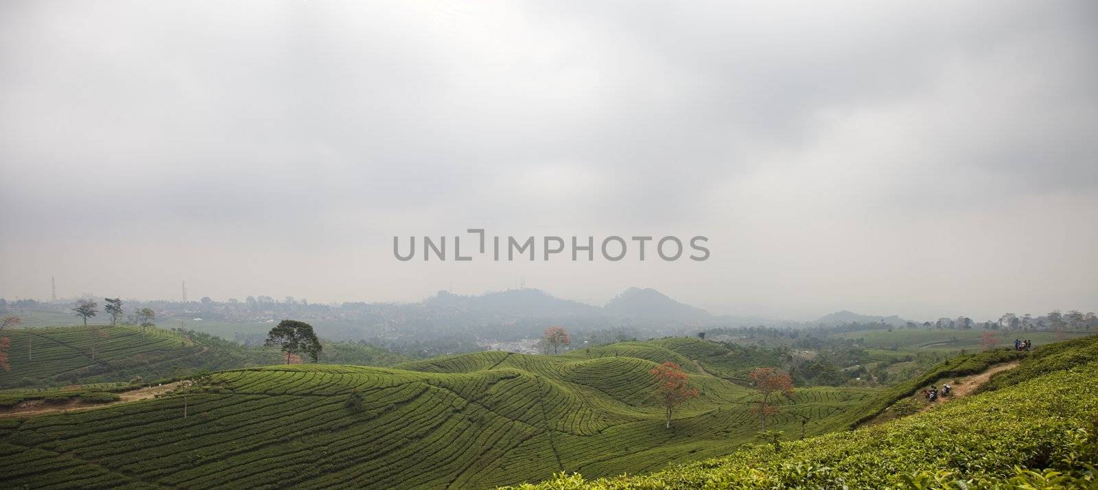 Black tea plantation panoramic landscape in Lembang north of Bandung