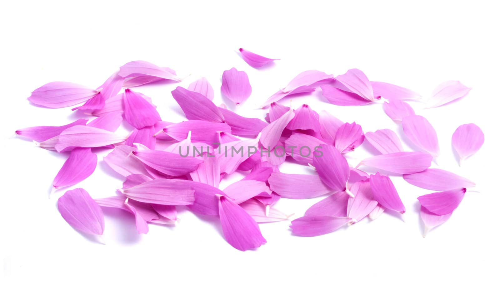 Petals of flowers isolated on white background