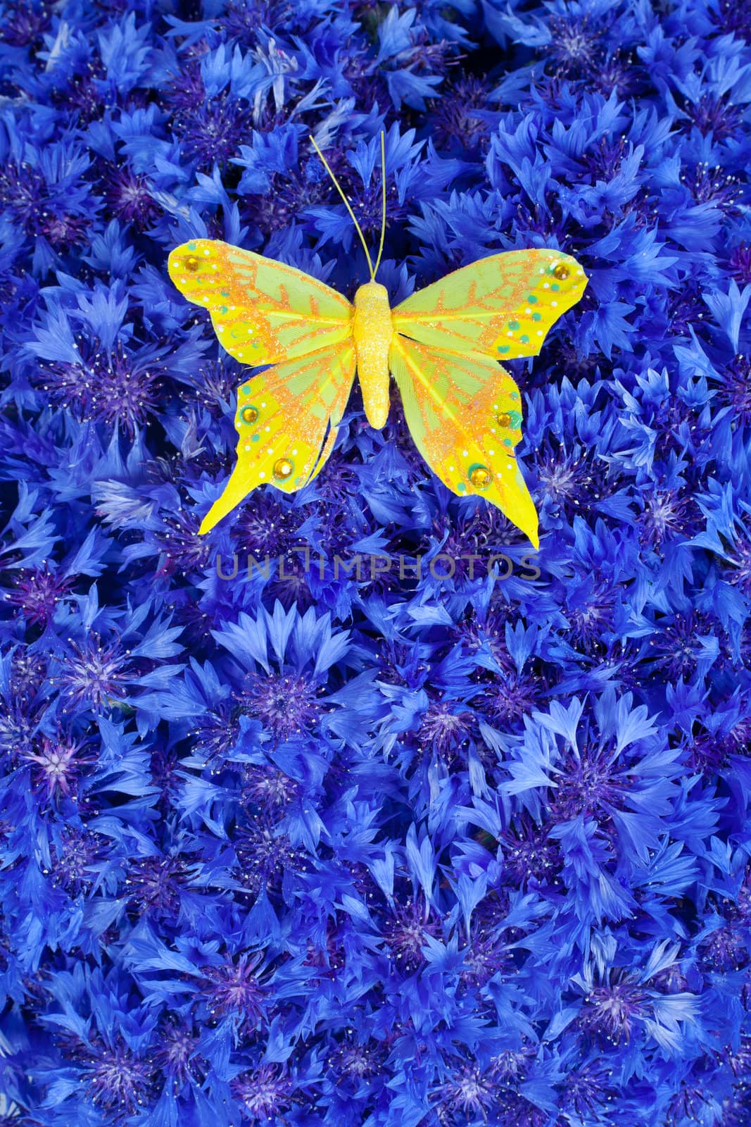 Spring flowers blue cornflower with yellow butterfly wallpaper backdrop