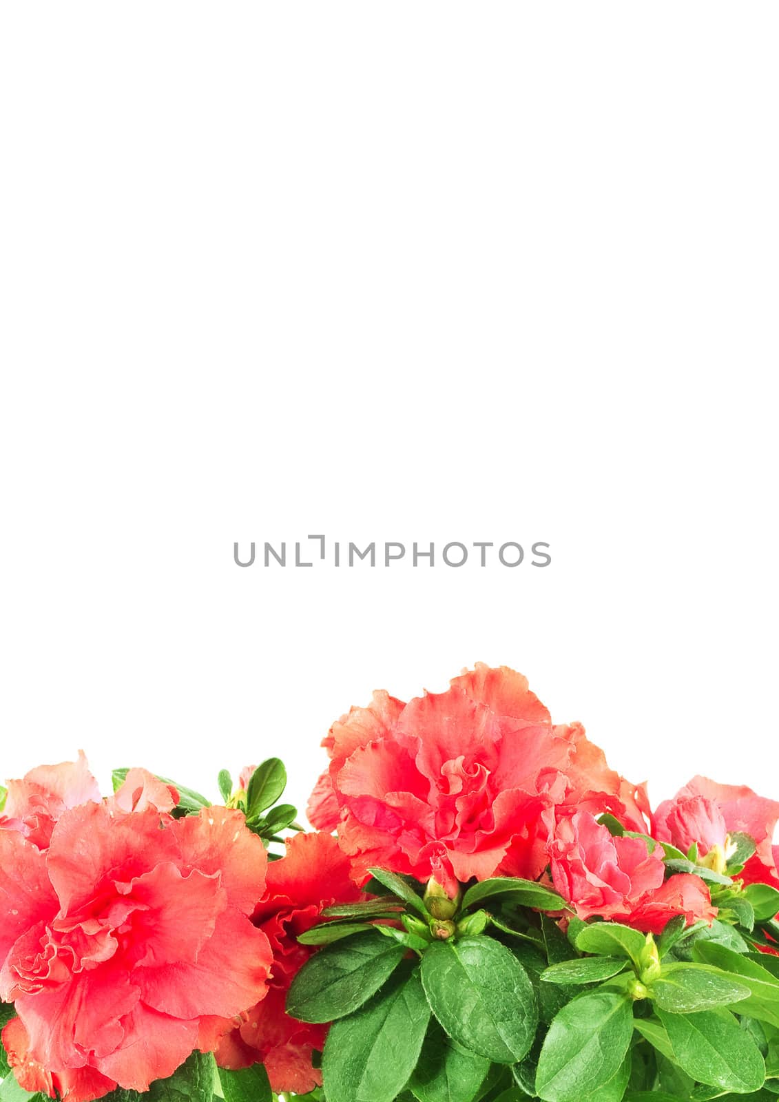 Flowers with leaves isolated on white background