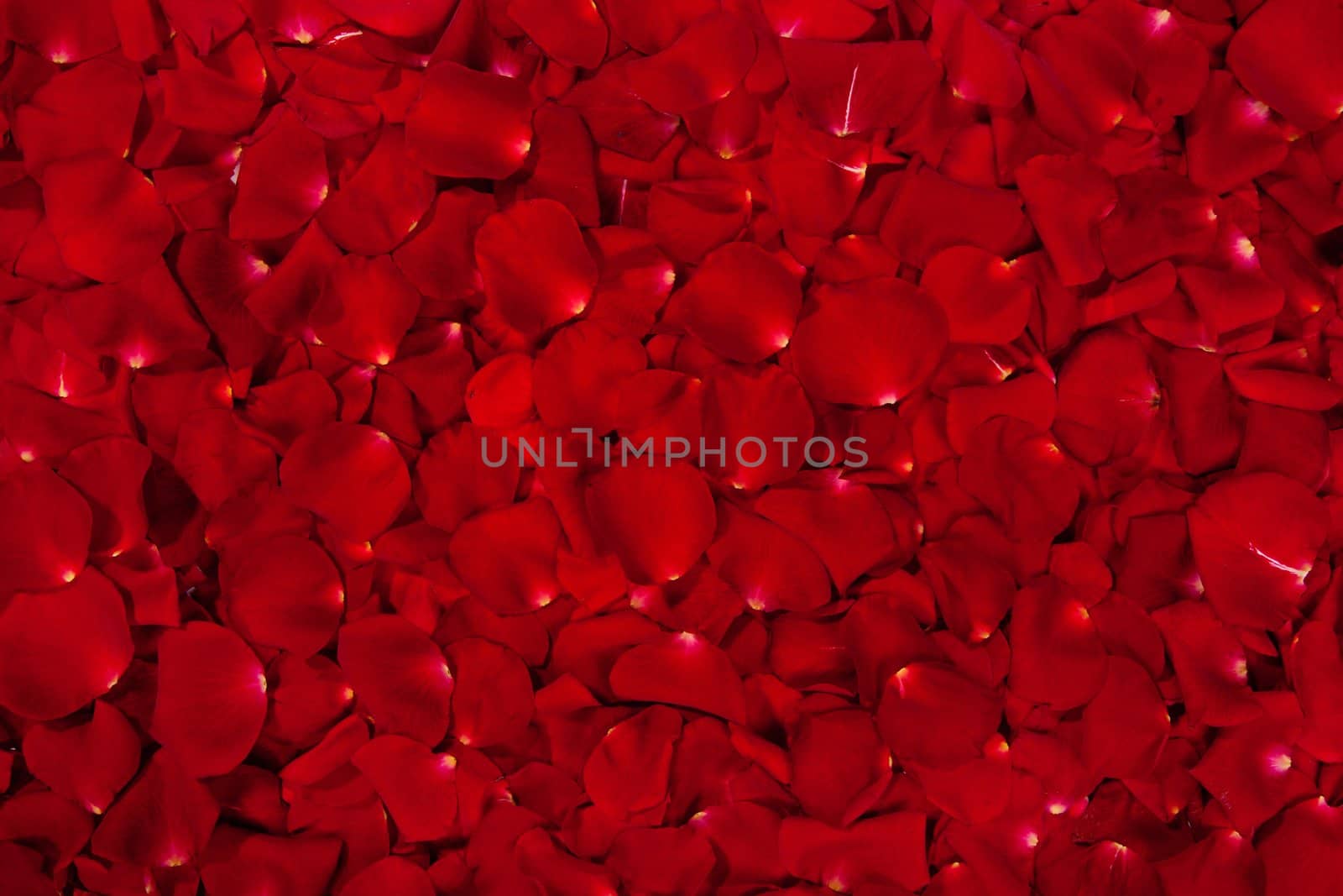 Background of red rose petals by bloodua