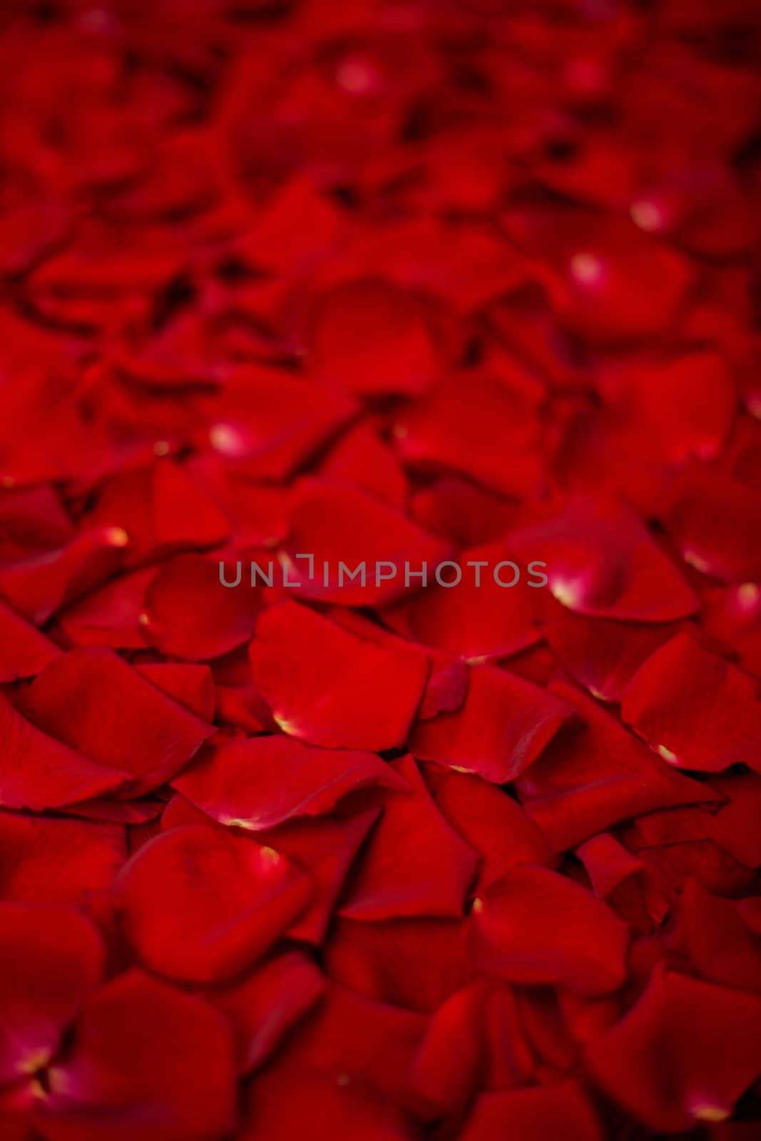 Background of red rose petals by bloodua