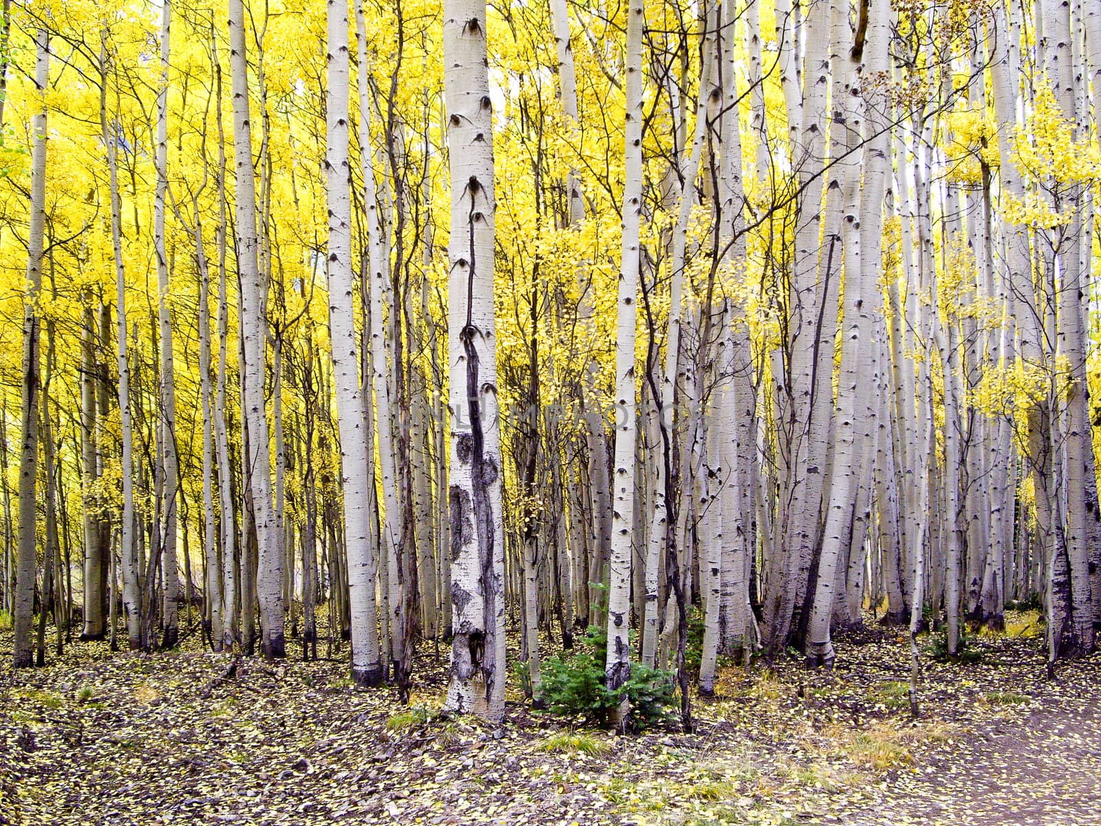 Stand of Colorado aspens in Fall