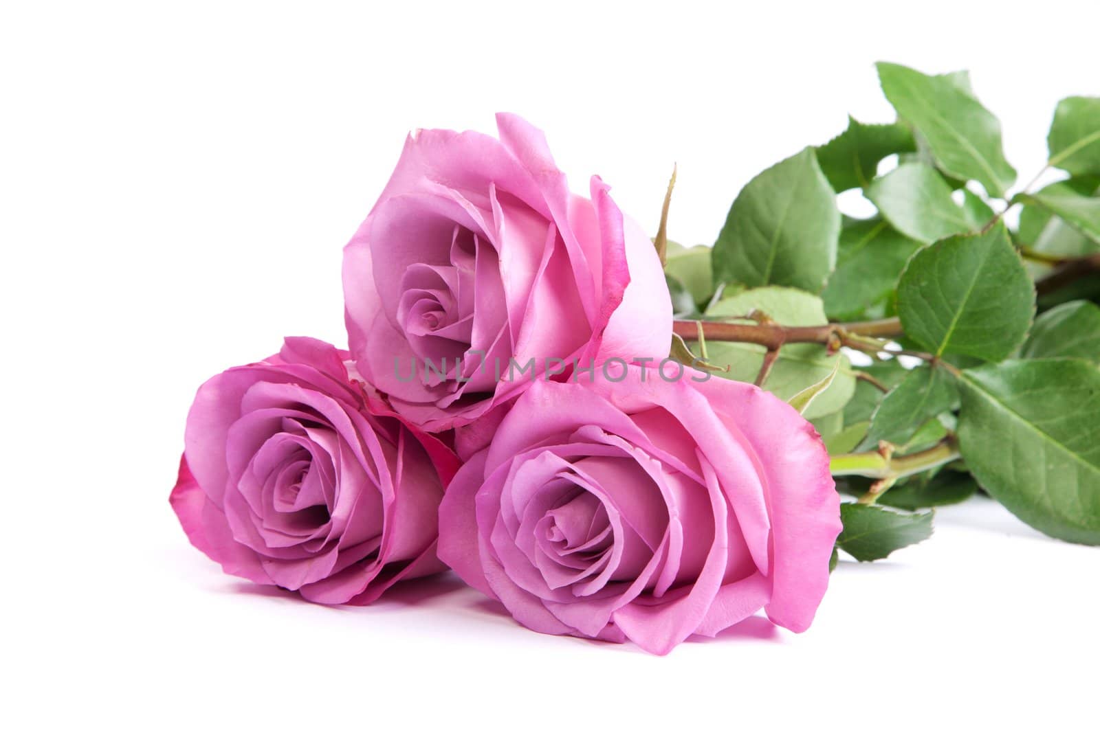 Three fresh pink roses over white background by bloodua